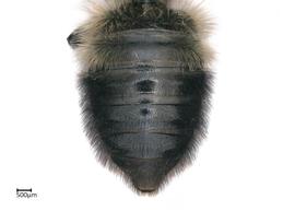   Megachilenbsp;melanophaea nbsp;female abdomen, photo: Colleen Meidt 
